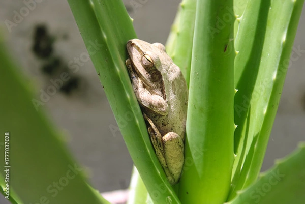 Fototapeta Small Brown Tree Frog Resting on Bright Aloe Vera