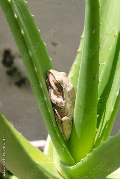 Fototapeta Tree Frog Resting Peacefully on Aloe Vera Plant