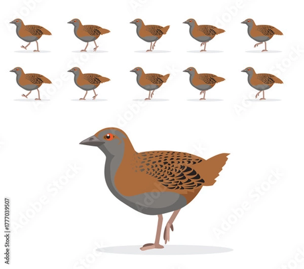 Fototapeta Weka Bird Animal Animation Sequence Walking Cartoon Vector