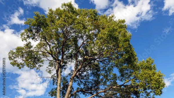 Fototapeta 青空と樹木