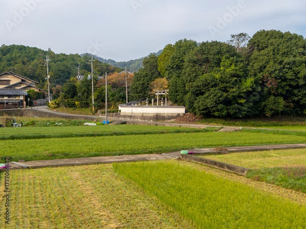 Obraz 神社と里山の風景