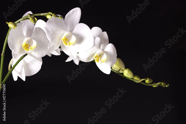 Obraz Orchid on black background
