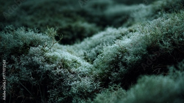 Obraz Moody Close-Up of Frosty Green Moss, Textured Nature Background, Ethereal Forest Floor