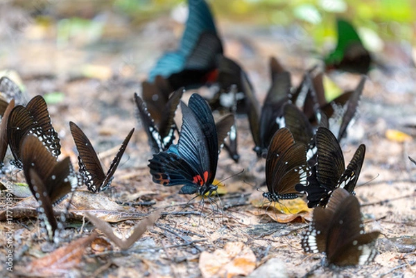 Fototapeta Butterfly Gathering on Forest Floor: An ensemble of vibrant butterflies, wings elegantly poised, congregates on the forest floor, creating a mesmerizing spectacle of nature's artistry.
