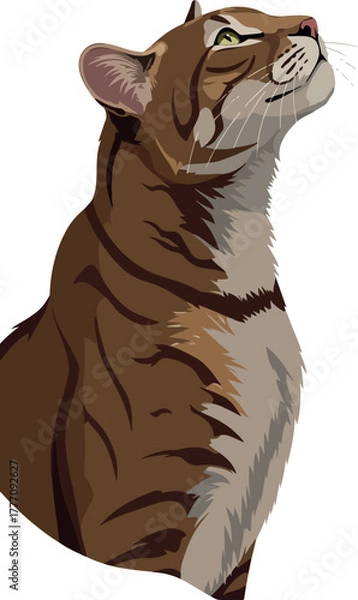 Obraz Cougar Portrait With Tan Fur Looking Up Against White Background