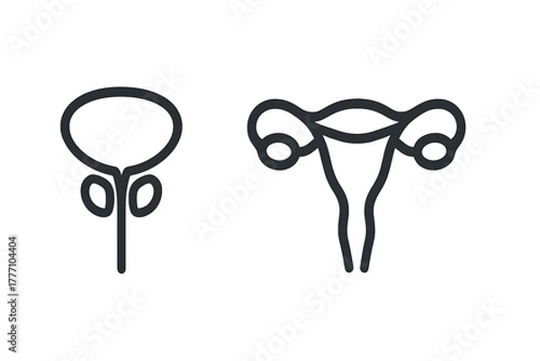 Fototapeta Male and female reproductive system diagrams simplified, anatomical vector icon illustration on white.