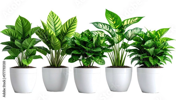 Fototapeta Five potted, leafy green plants in white pots, side by side