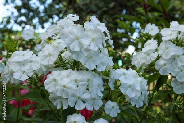 Fototapeta White paniculate phlox bloom in a summer park