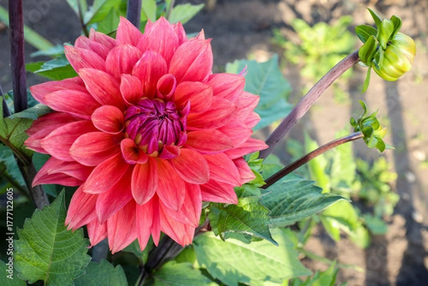 Fototapeta red dahlia blooming in the garden on a bright sunny day