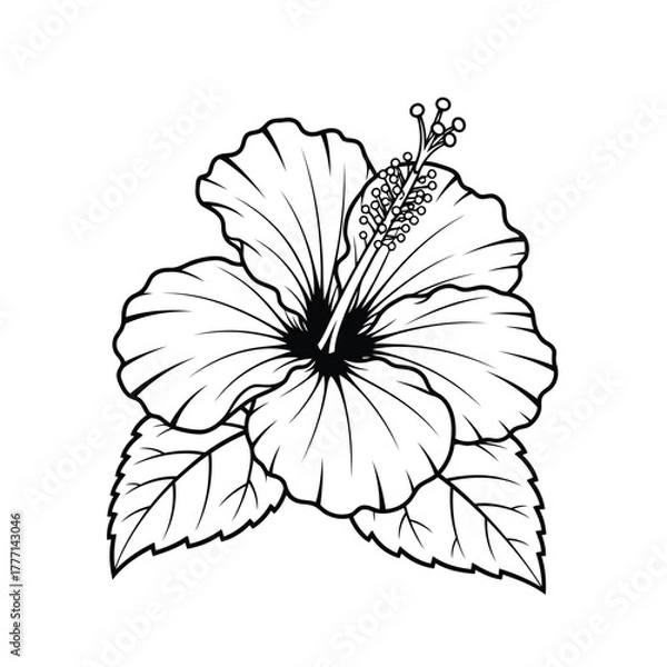 Fototapeta Detailed line drawing of a hibiscus flower with leaves, presented in black and white for a classic botanical illustration