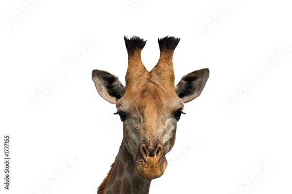 Obraz giraffe isolated