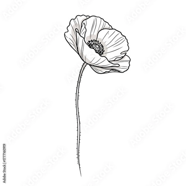 Fototapeta A delicate line drawing of a single poppy flower with a long stem