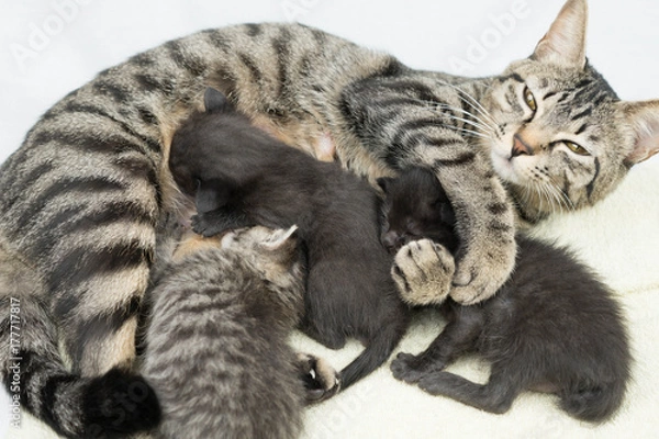 Fototapeta 授乳中の猫
