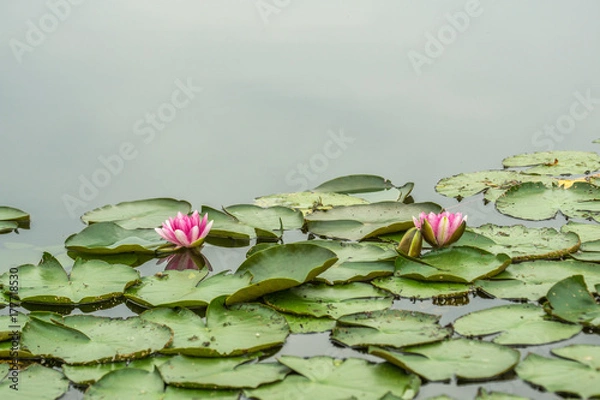 Obraz pink water lilies with green leaves at sunshine