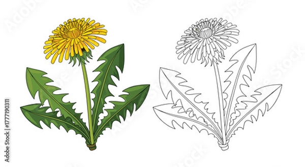 Fototapeta Vibrant yellow dandelion flower with its distinctive green leaves, presented as both a detailed colored illustration and a dotted outline drawing.