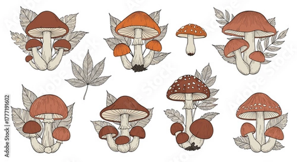 Fototapeta Vintage hand-drawn collection of different forest mushrooms with fall leaves, an artistic botanical illustration set.