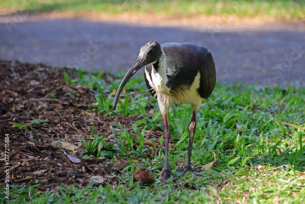 Obraz Straw-necked ibis in darwin in australia 