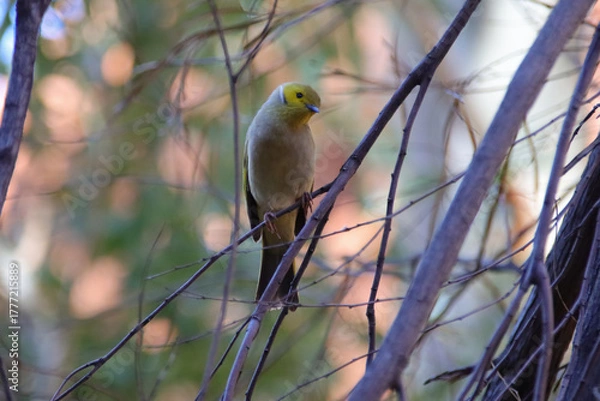 Obraz white plumed honeyeater at uluru in australia