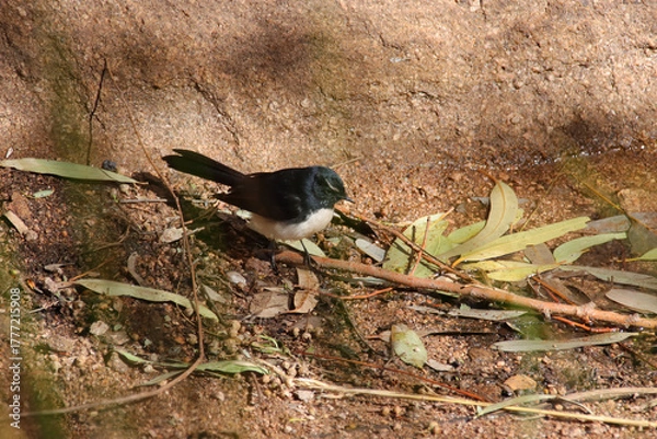 Fototapeta bird (willie wagtail) at uluru in australia