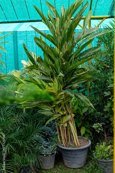 Obraz Large Variegated Shell Ginger (Alpinia Zerumbet) Plant in a Pot.