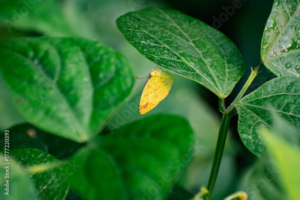 Obraz This is a close-up photograph focusing on a small, bright yellow butterfly perched on the underside of a large, green leaf.