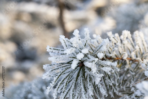 Fototapeta Trees under frost