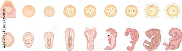 Obraz 人の発生　イラスト