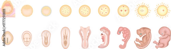 Obraz 人の発生　イラスト