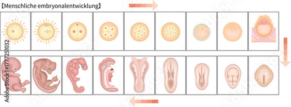 Obraz 人の発生　イラスト　ドイツ語