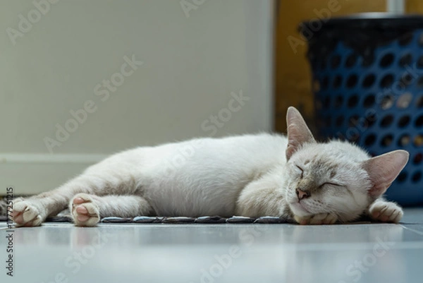 Fototapeta A small white and light gray tabby cat is stretched out and sound asleep on a cool tiled floor, beside a large appliance or wall, in a brightly lit indoor space, in landscape