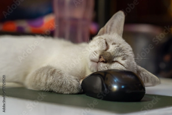 Fototapeta A light gray tabby kitten is fast asleep on a floor, using a shiny black computer mouse as a makeshift pillow, in landscape