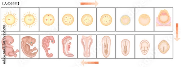 Obraz 人の発生　イラスト　日本語