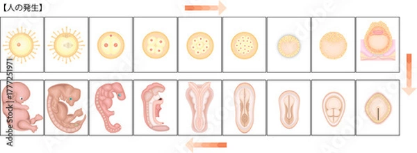 Obraz 人の発生　イラスト　日本語
