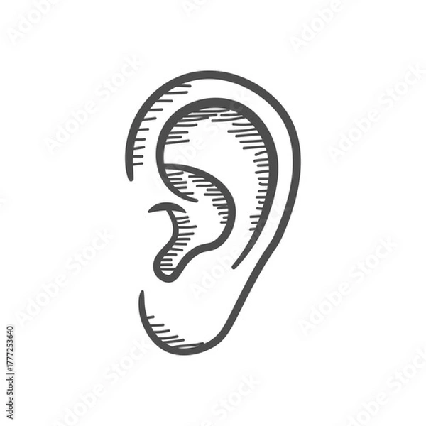 Fototapeta Hand-drawn Sketch of a Human Ear