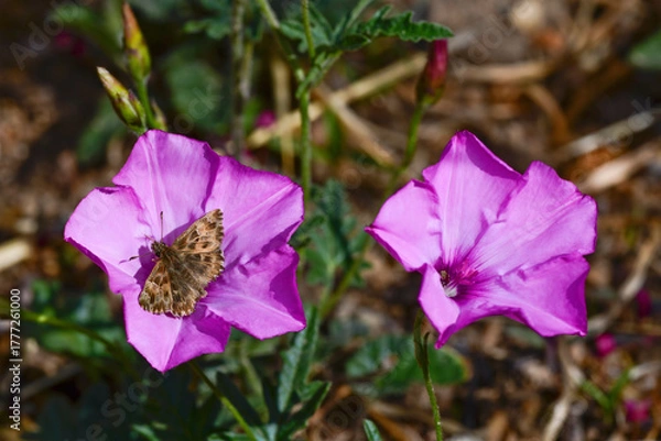 Fototapeta Malven-Dickkopffalter (Carcharodus alceae) an Eibischblättriger Winde (Convolvulus althaeoides)