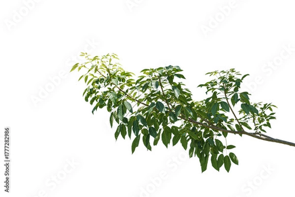Obraz branch leaves or green leaf isolated. Tree Leaf Frame