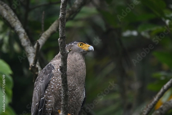 Obraz 森に潜むカンムリワシ