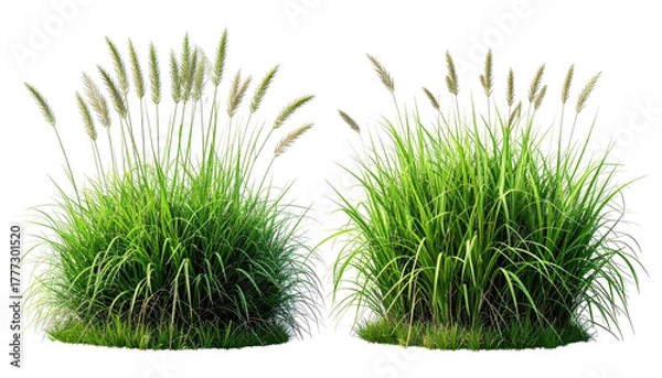 Obraz Two clumps of pampas grass with bright green stems