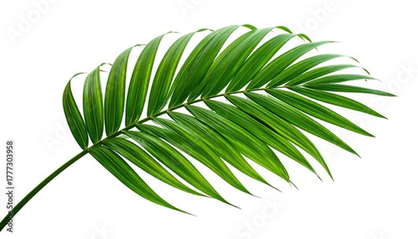 Obraz Lush green palm leaf detail against a stark black background