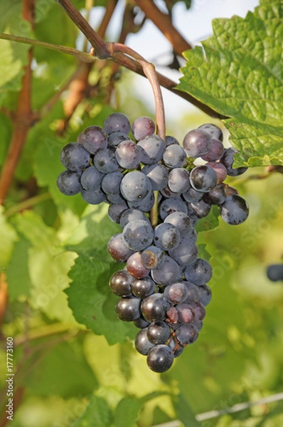 Obraz Weintrauben