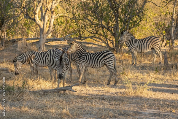 Fototapeta herd of zebras in the African savanna at sunset botswana