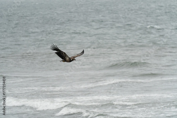Obraz The bald eagle (Haliaeetus leucocephalus) is a large bird of prey that lives in North America. It is the national bird and state symbol of the United States of America.