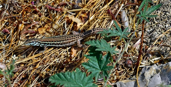 Fototapeta Milos wall lizard // Milos-Mauereidechse (Podarcis milensis) - Milos, Greece