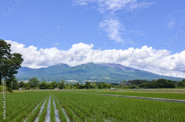 Obraz 水田と浅間山