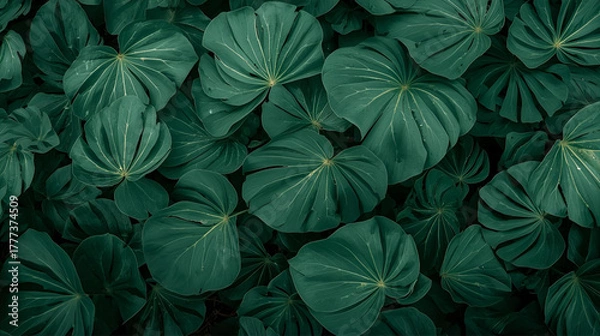 Fototapeta Cluster of large, dark green, heart-shaped leaves with prominent veins overlapping each other.

