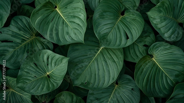 Fototapeta Cluster of large, dark green, heart-shaped leaves with prominent veins overlapping each other.

