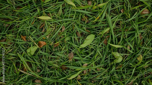 Fototapeta Top view of a patch of grass with scattered fallen leaves and small twigs.