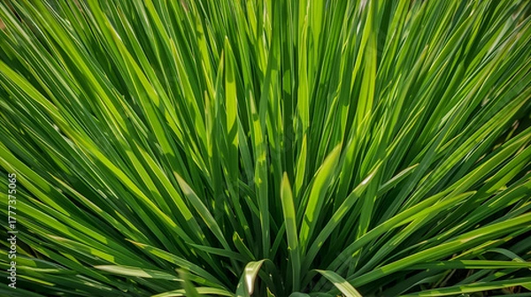 Fototapeta Close-up view of tall, healthy green grass blades in sunlight.

