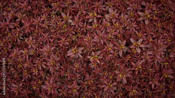 Fototapeta Knitted wool texture background with red carpet and dry black tea leaves macro seasoning.
