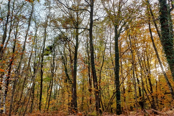 Obraz forêt en automne, grand angle